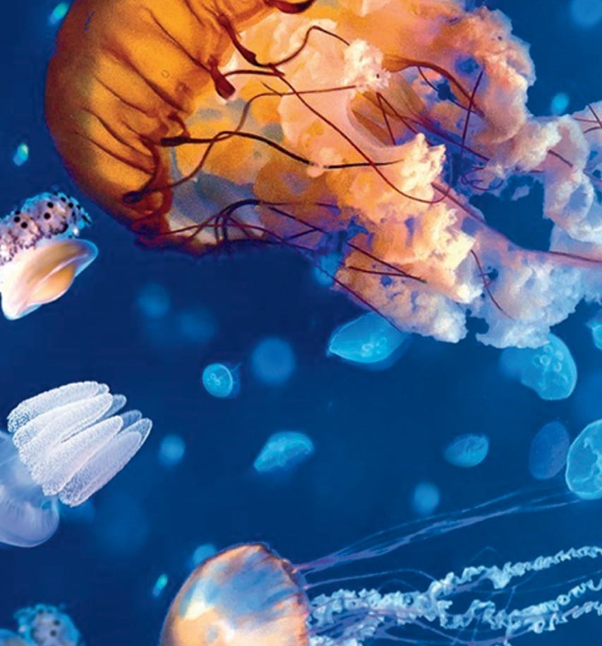 Shine Smellyfish Jellyfish Youre So Cool Edition Perform